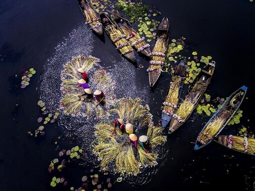 Watching Vietnam’s Waterlily Harvest